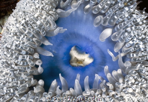 Sandy anemone dressed in a beautiful blue dress by Peet J Van Eeden 
